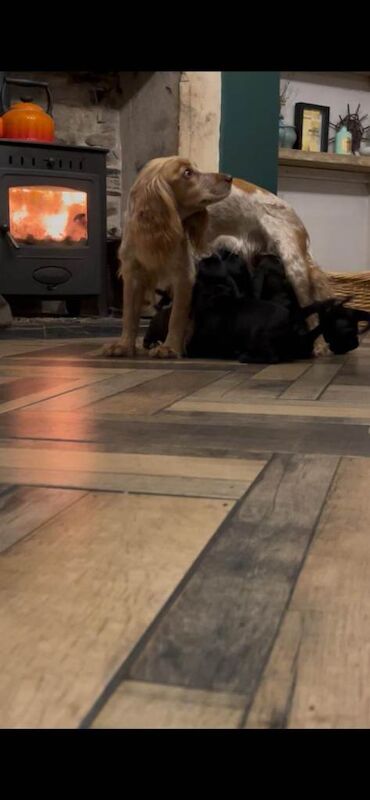 Dachshund puppies for sale in Elgin, Moray – 8 weeks old