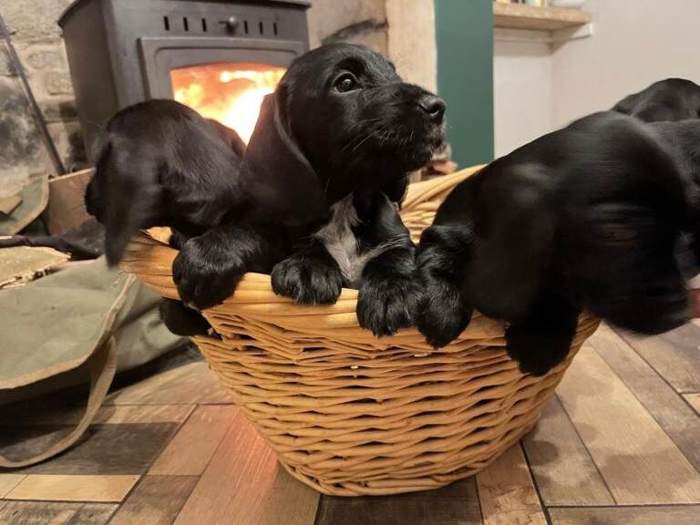 Dachshund puppies for sale in Elgin, Moray – 8 weeks old - Image 2 of 5