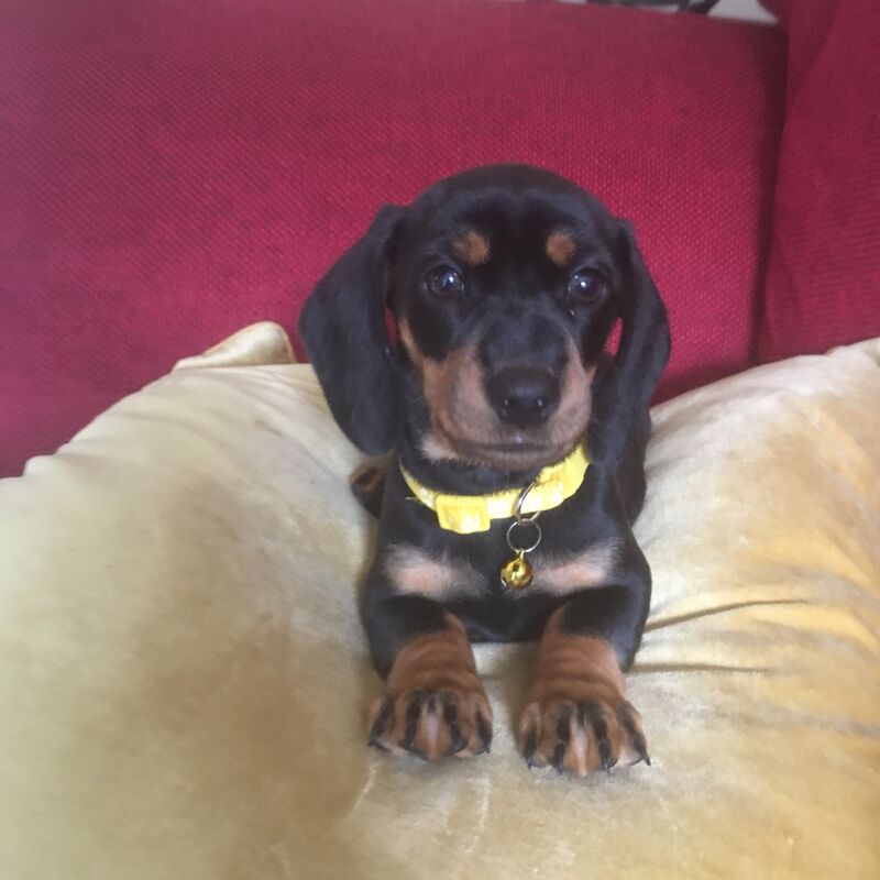Dachshund puppies for sale in Knaresborough, North Yorkshire – 12 weeks old