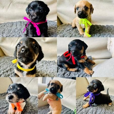 Doxie chon puppies, last 3 left! Reduced for sale in Harlow, Essex