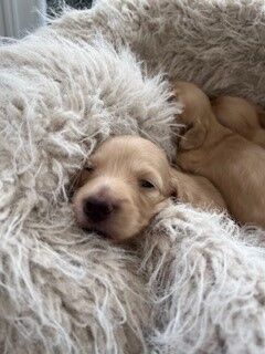 Dachshund puppies for sale in Winchester, Hampshire – KC registered, 5 days old
