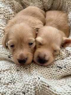 Dachshund puppies for sale in Winchester, Hampshire – KC registered, 5 days old - Image 2 of 3