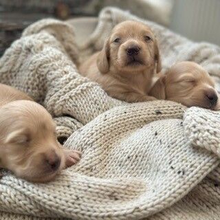 Dachshund puppies for sale in Winchester, Hampshire – KC registered, 5 days old - Image 3 of 3