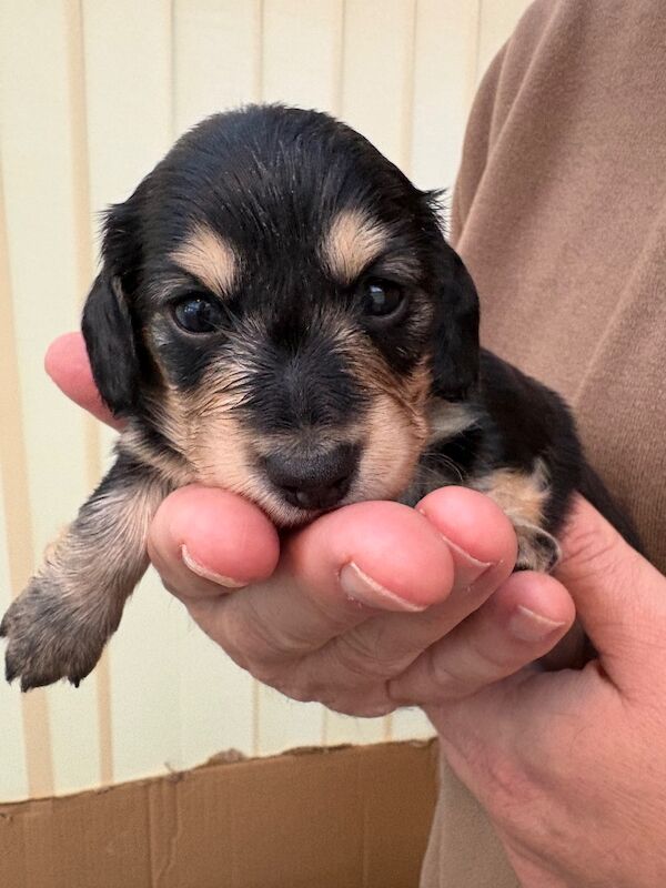Black Dachshund puppies for sale in Torquay, Devon – KC registered, 4 weeks old