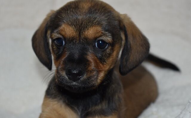 Dachshund puppies for sale in Boston, Lincolnshire – 9 months old - Image 2 of 11