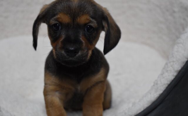 Dachshund puppies for sale in Boston, Lincolnshire – 9 months old - Image 3 of 11