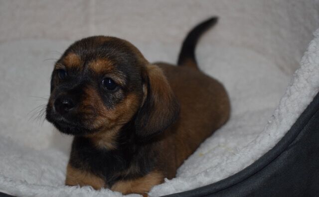 Fantastic Standard Smooth Dachshund x Cairn Terrier for sale in Boston, Lincolnshire | Image 4