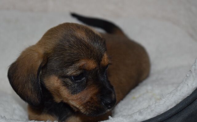 Dachshund puppies for sale in Boston, Lincolnshire – 9 months old - Image 5 of 11