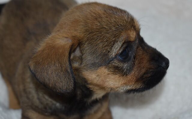 Dachshund puppies for sale in Boston, Lincolnshire – 9 months old - Image 6 of 11