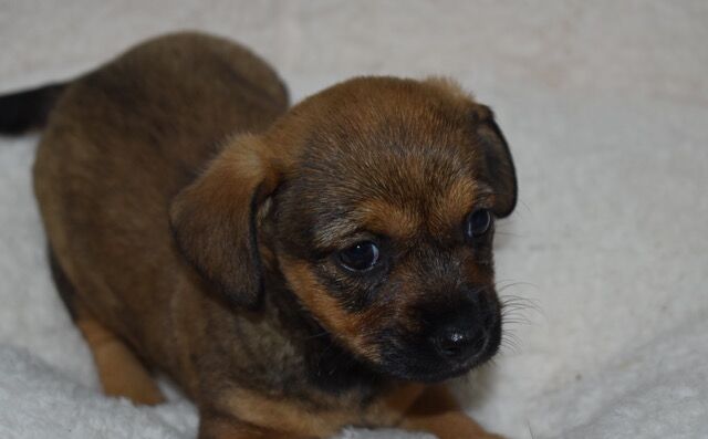 Dachshund puppies for sale in Boston, Lincolnshire – 9 months old - Image 9 of 11
