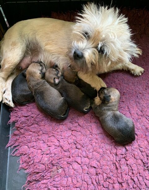 Dachshund puppies for sale in Boston, Lincolnshire – 9 months old - Image 10 of 11