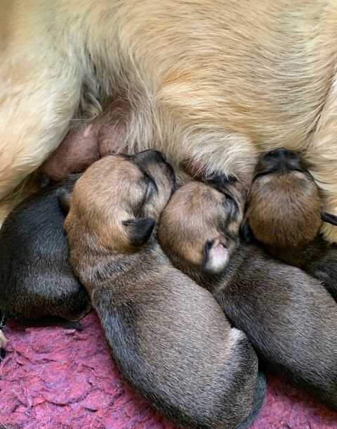 Dachshund puppies for sale in Boston, Lincolnshire – 9 months old - Image 11 of 11