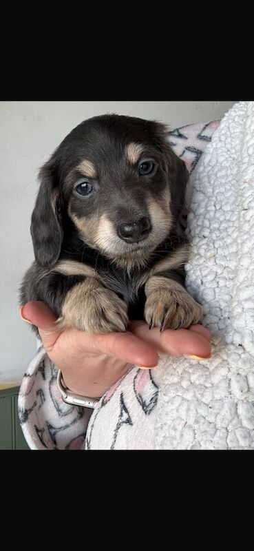 Dachshund puppies for sale in Portadown, County Armagh – KC registered, 7 weeks old
