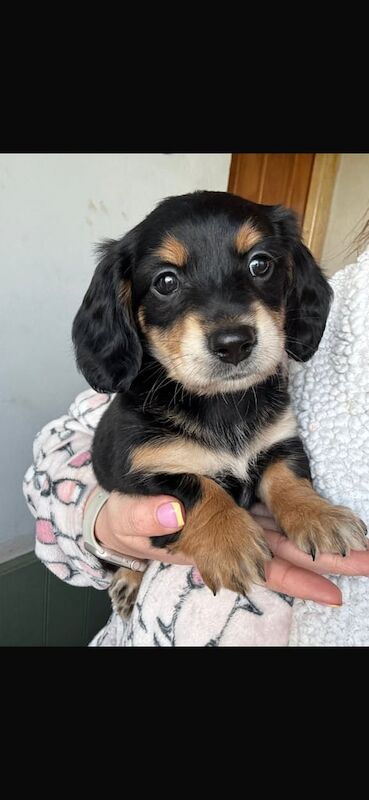 Dachshund puppies for sale in Portadown, County Armagh – KC registered, 10 weeks old - Image 2 of 3