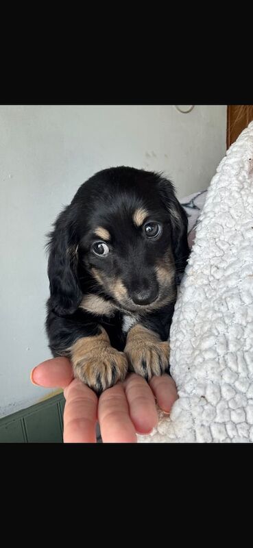 Dachshund puppies for sale in Portadown, County Armagh – KC registered, 10 weeks old - Image 3 of 3