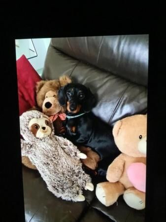 Female mini dachshund for sale in Skegness, Lincolnshire - Image 1