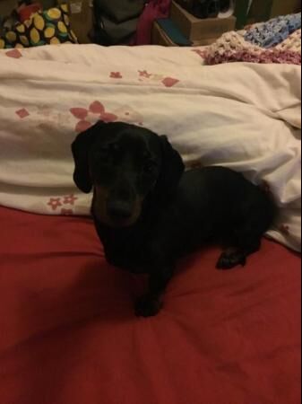 Female mini dachshund for sale in Skegness, Lincolnshire - Image 2