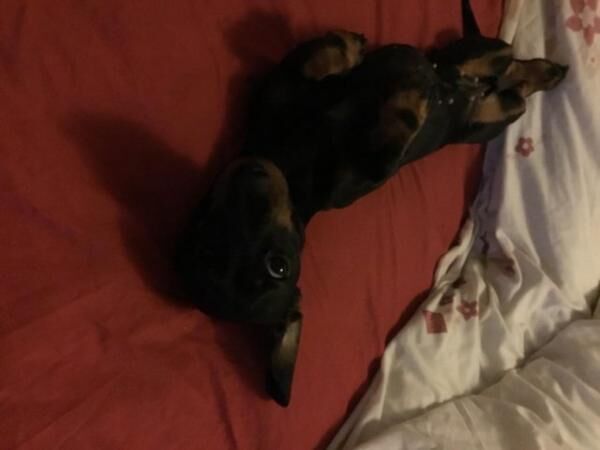 Female mini dachshund for sale in Skegness, Lincolnshire - Image 4