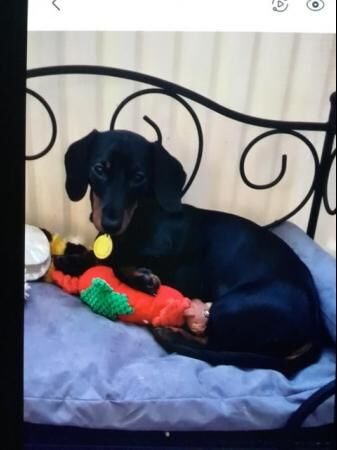 Female mini dachshund for sale in Skegness, Lincolnshire - Image 5