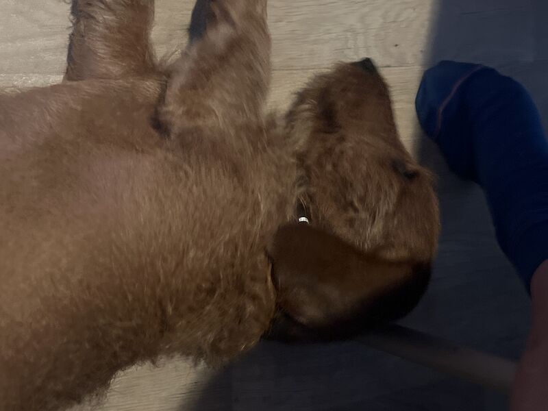 For stud wire haired Dachshund for sale in Glasgow City | Image 2