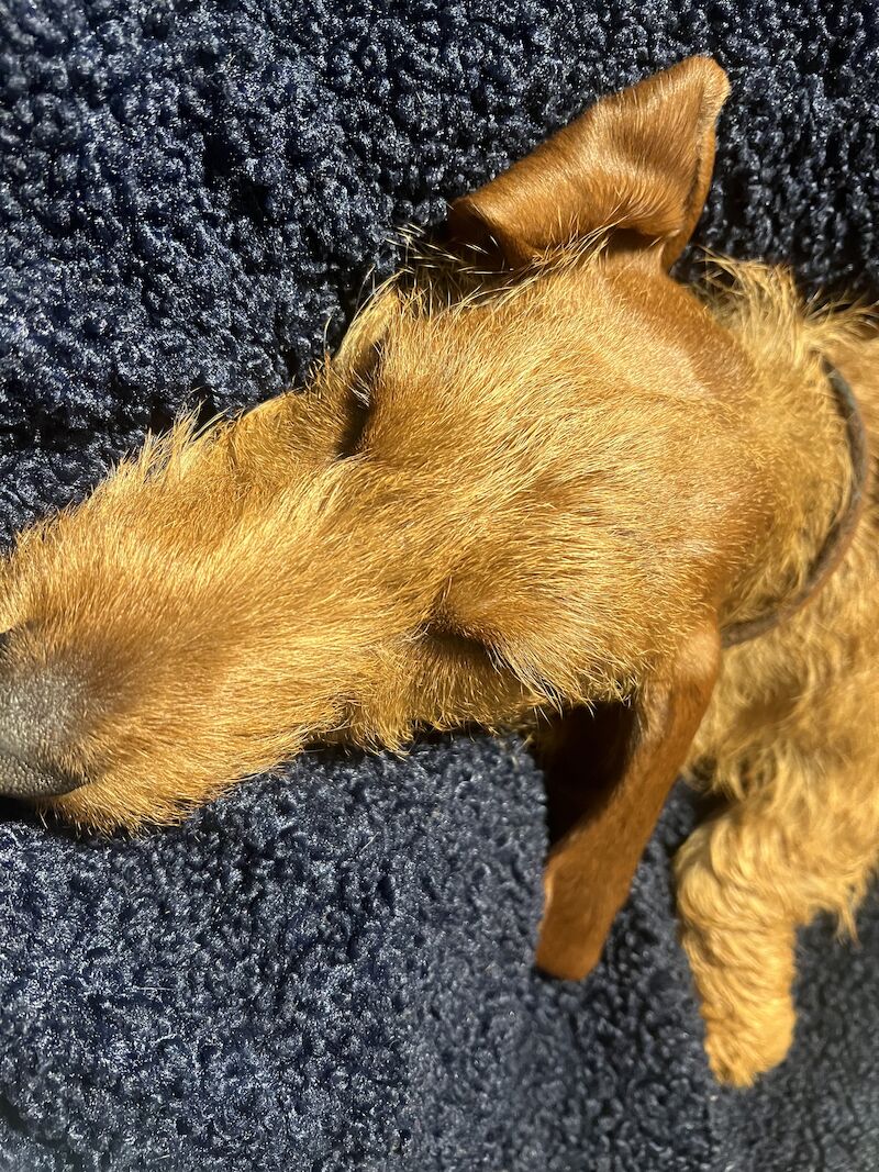 Dachshund puppies for sale in Glasgow City – KC registered, 2 years old - Image 3 of 4