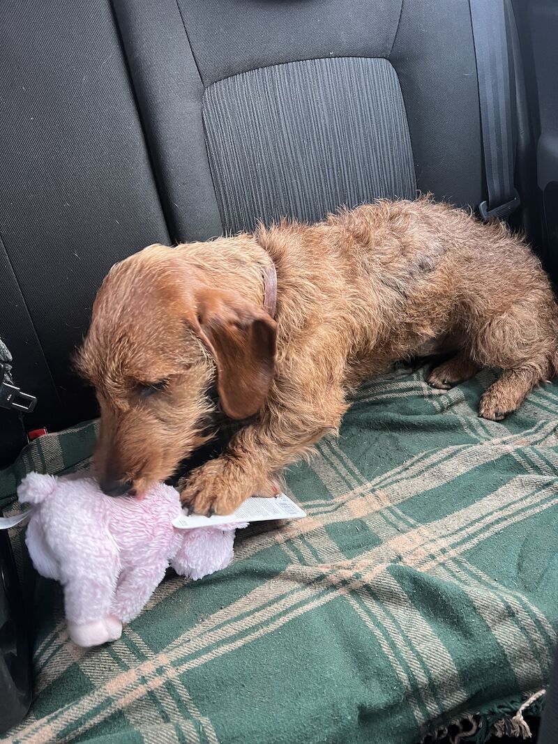 Dachshund puppies for sale in Glasgow City – KC registered, 2 years old - Image 4 of 4
