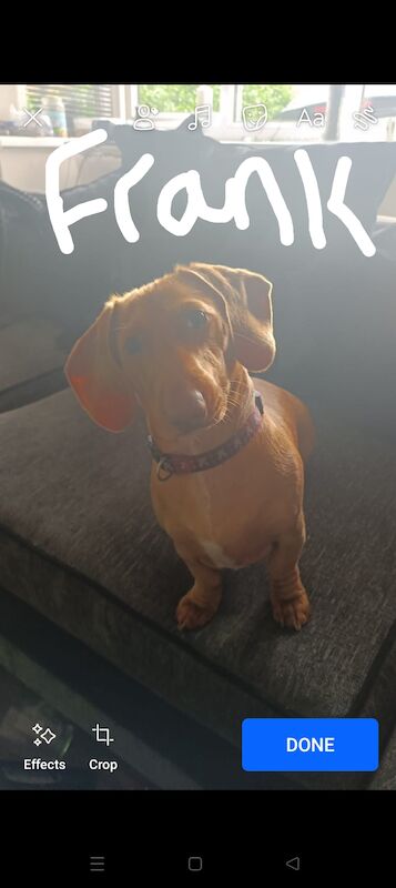 Frankie the miniature dachshund for sale in Tipton, West Midlands