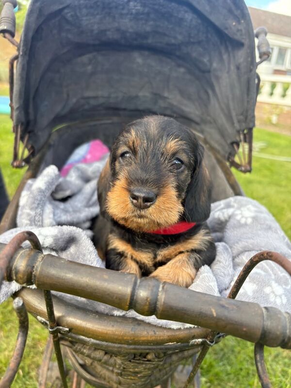 Full Pedigree, KC registeredMiniature Wire haired Dachsund for sale in Holton le Clay, Lincolnshire