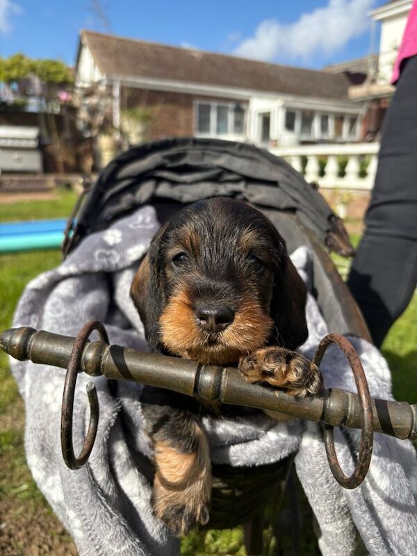 Full Pedigree, KC registeredMiniature Wire haired Dachsund for sale in Holton le Clay, Lincolnshire | Image 2