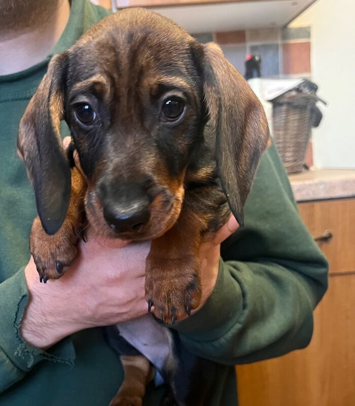 Dachshund puppies for sale in Daventry, Northamptonshire – KC registered, 10 weeks old