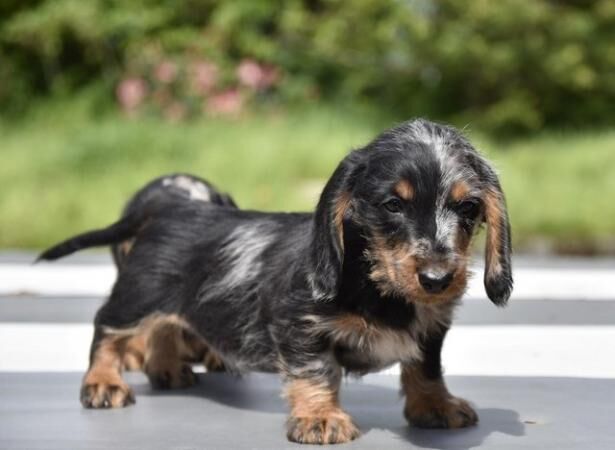 Fully vaccinated - Outstanding dachshund litter for sale in Tarleton, Lancashire