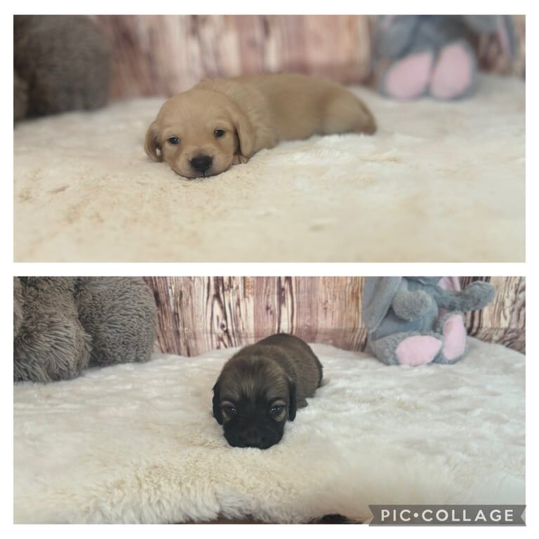 Dachshund puppies for sale in Penrith, Cumbria – KC registered, 5 weeks old