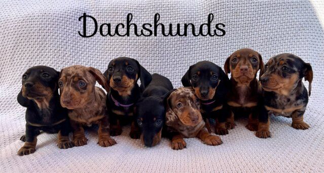 Gorgeous Dachsunds Puppies(prices vary) for sale in Colchester, Essex