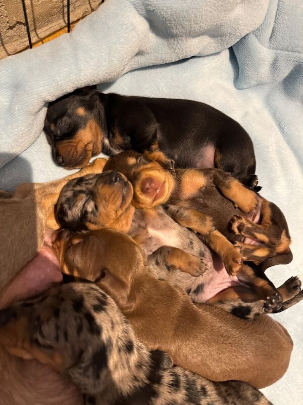 Gorgeous Kc registered miniature dachshund pups for sale in Warrenpoint, County Down