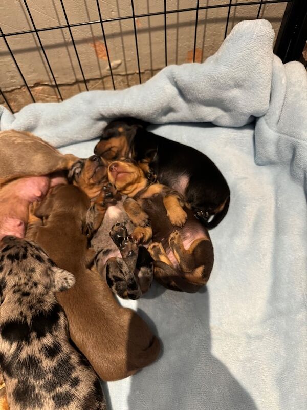 Gorgeous Kc registered miniature dachshund pups for sale in Warrenpoint, County Down | Image 2