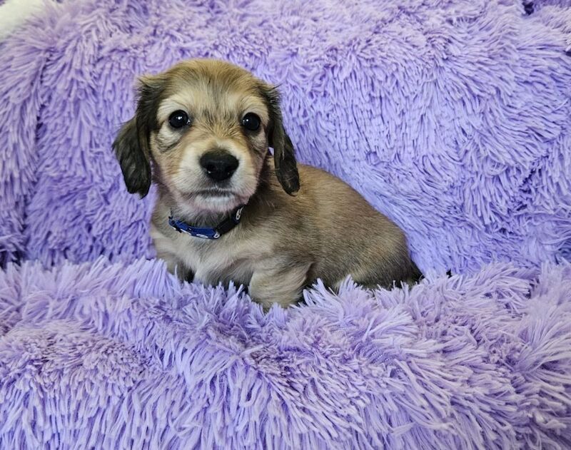 CREAM long coat mini dachshunds for sale in Peterborough, Cambridgeshire