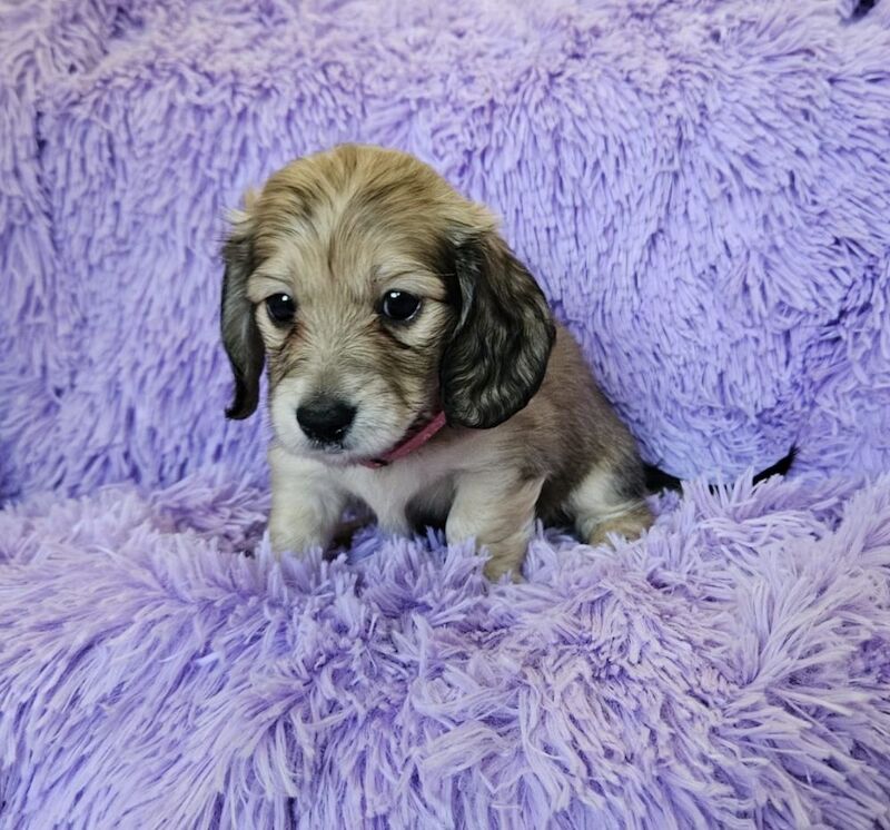 CREAM long coat mini dachshunds for sale in Peterborough, Cambridgeshire - Image 3