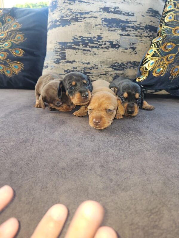 Gorgeous Miniature Dachshund Puppies For Sale in Swallownest, South Yorkshire