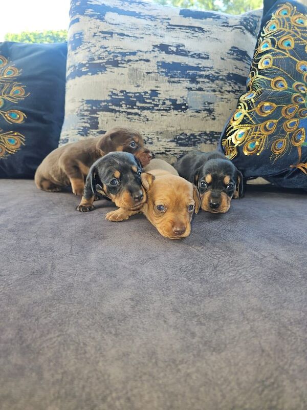 Gorgeous Miniature Dachshund Puppies For Sale in Swallownest, South Yorkshire | Image 2