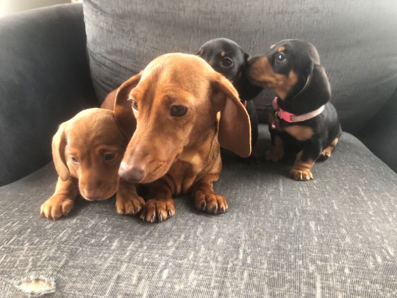 Gorgeous msh dachshund puppies for sale in Llandysul, Dyfed