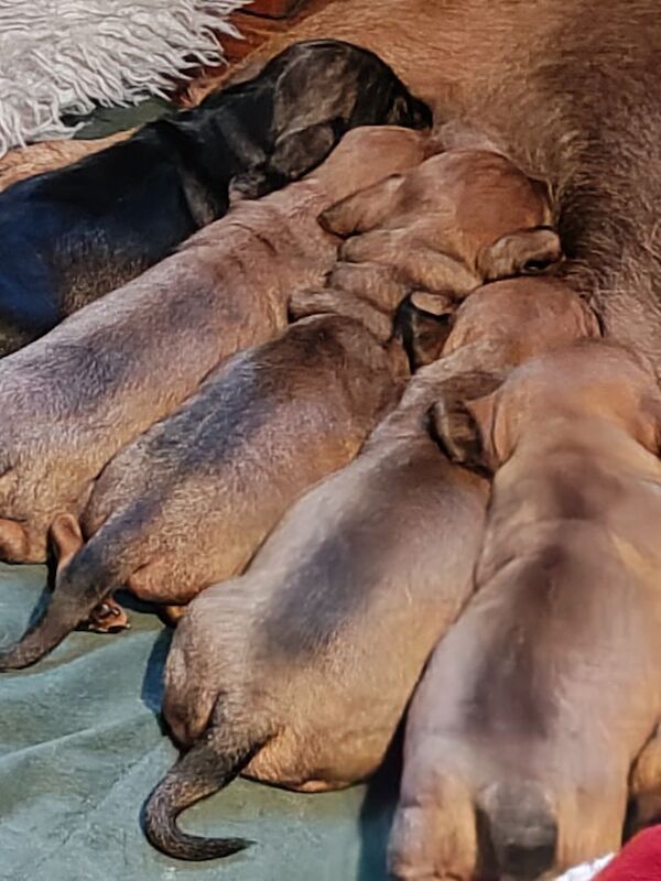 ❤️❤️Gorgeous Wire Haired Teckel/Dachshund Pups 🥰🥰 for sale in Allendale Town, Northumberland