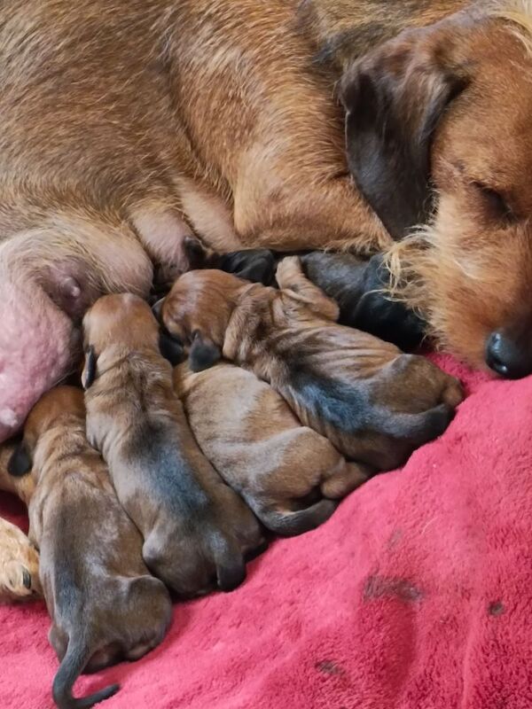 ❤️❤️Gorgeous Wire Haired Teckel/Dachshund Pups 🥰🥰 for sale in Allendale Town, Northumberland | Image 2