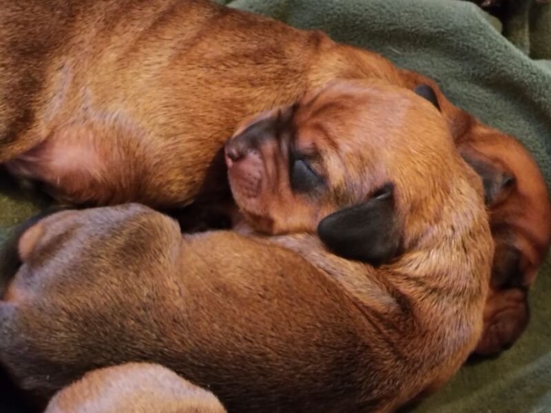 ❤️❤️Gorgeous Wire Haired Teckel/Dachshund Pups 🥰🥰 for sale in Allendale Town, Northumberland | Image 3