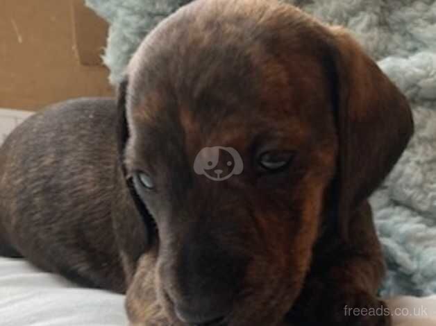 Dachshund puppies for sale in Bognor Regis, West Sussex – KC registered, 1 year old - Image 1 of 4