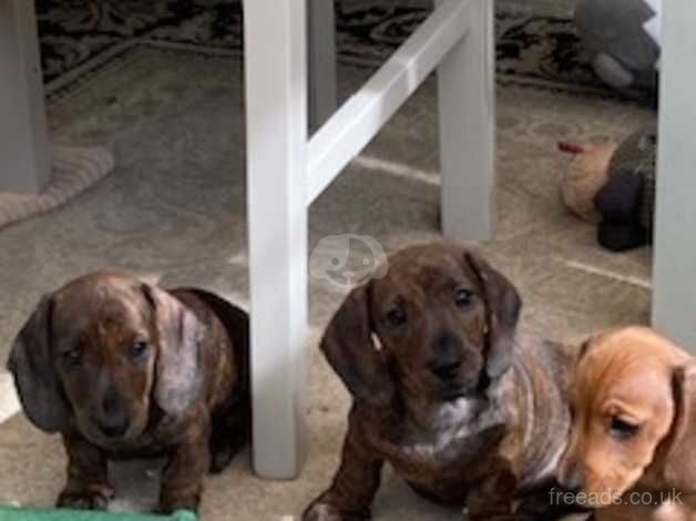 Dachshund puppies for sale in Bognor Regis, West Sussex – KC registered, 1 year old - Image 2 of 4