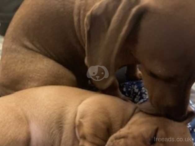 Dachshund puppies for sale in Bognor Regis, West Sussex – KC registered, 1 year old - Image 3 of 4