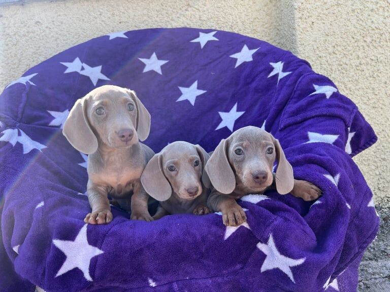 Isabella Miniature Dachshund Puppies for sale in Armagh, County Armagh