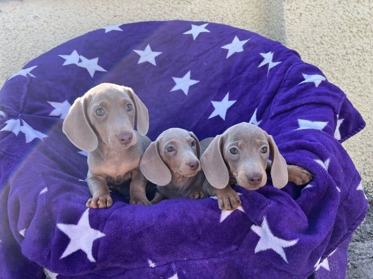 Isabella Miniature Dachshund Puppies for sale in Armagh, County Armagh | Image 3