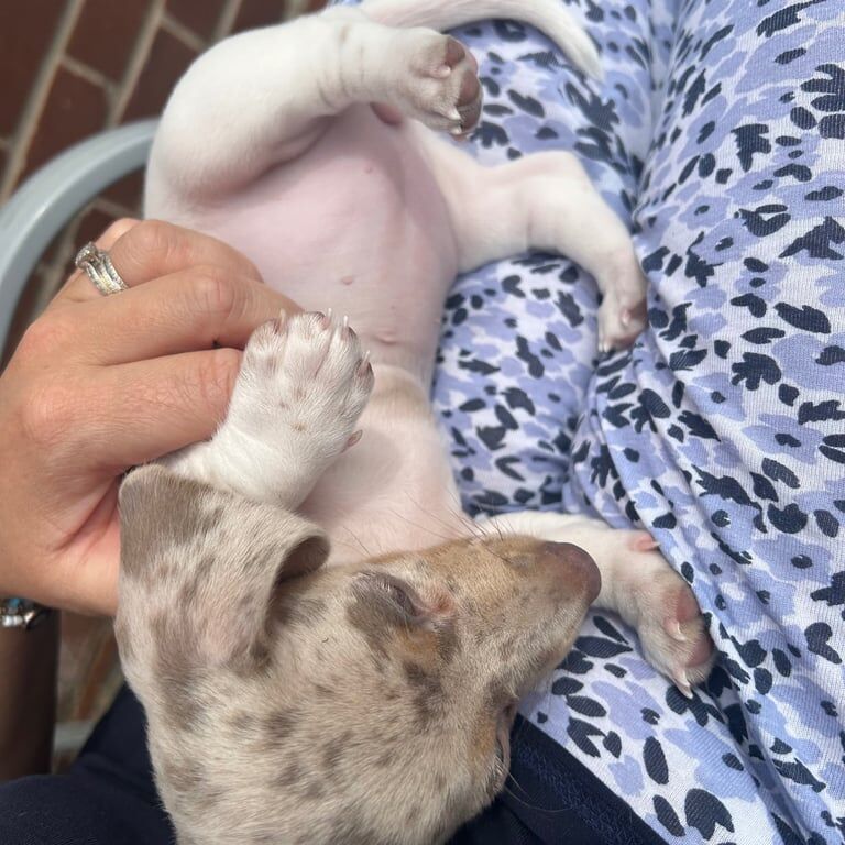 Isabella piebald dapple miniature dachshund for sale in Bradford, West Yorkshire