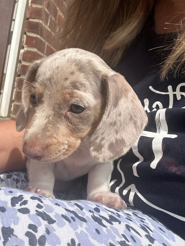 Dachshund puppies for sale in Bradford, West Yorkshire – 11 weeks old - Image 2 of 3
